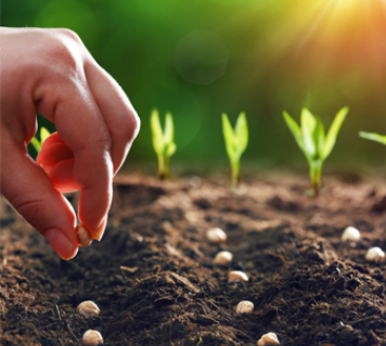 crop growth img