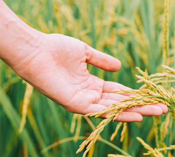 crop protection img